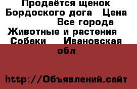 Продаётся щенок Бордоского дога › Цена ­ 37 000 - Все города Животные и растения » Собаки   . Ивановская обл.